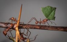 Их гнезда напоминают офисный комплекс с регулируемым климатом: что это за трудолюбивые существа