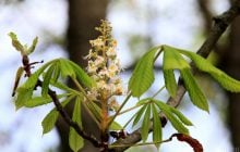 Во вторник температура в Киеве не поднимется выше +10°
