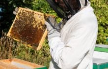 Женщина попала в тюрьму за попытку остановить правоохранителей выпущенным роем пчел