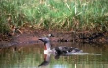 Клюв, похожий на кинжал: что это за птица с телом, напоминающим торпеду