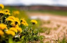 Как избавиться от одуванчиков на садовом участке: это нужно сделать в апреле-начале мая