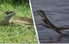 Ходить по воді, як Ісус Христос: вчені показали ящірку, що бігає галопом по річках (відео)