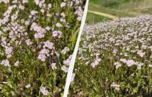 Лілові "острови" в українській Бессарабії: екологи показали, як виглядає валеріана (фото)