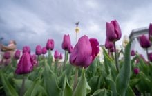 У Києві потеплішає до +15°: синоптики назвали точну дату (графік)