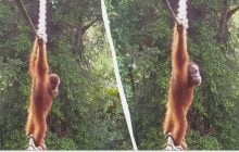 Орангутан нарешті перетнув дорогу канатним мостом: зоологи чекали на це два роки (відео)