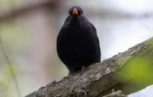 29 квітня в Києві буде найхолодніший день тижня