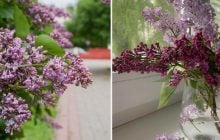 Чи потрібно ламати бузок, щоб він краще ріс: садівник розповів, що буде з кущем