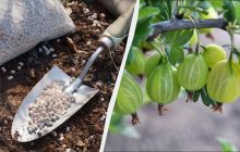 Аґрус обожнює це весняне підживлення: "завалить" ягодами, як ніколи раніше