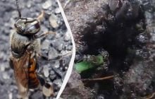 У світі вперше комахам дали права, і вони тепер можуть "звертатися до суду"