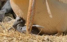 В Одеському зоопарку у рідкісних рожевих пеліканів народилося пташеня: що про них відомо