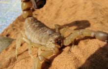 Скорпіони перетворюються на ковалів для зміцнення своїх жал та клешень: як це працює