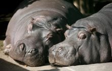 Син індійського мільярдера хоче врятувати бегемотів Пабло Ескобара від смертного вироку