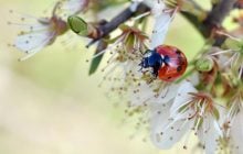 Детальний прогноз погоди на травень 2026: коли потеплішає і скільки буде дощів