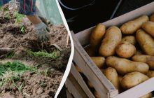 8 чудових добрив для картопляних грядок: жодних хвороб і жуків, а врожай – величезний