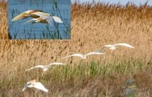 Загадковий стратег: на Одещині помітили незвичайну жовту чаплю