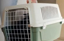 Как приучить кота к переноске: ветеринар дала действенные советы