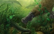 В Австралії виявили "надзвичайно рідкісні" рештки качкодзьоба: чим вони так вразили вчених