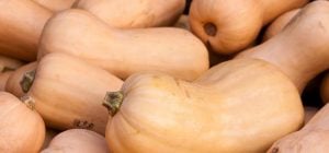 Коли садити кабачки та гарбузи: обираємо найкращий час для рясного врожаю