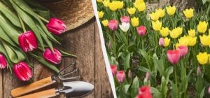 Это нужно сделать уже сейчас, иначе тюльпаны не зацветут: как и чем их подкормить