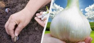 У ямку з часником додаю ложку добрива: головки виростають розміром з кулак