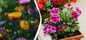 Прекрасно растут в тени практически без ухода: 5 шикарных многолетних растений