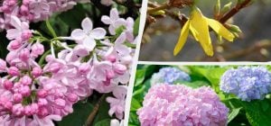 Могут не зацвести: садоводы назвали 12 растений, которые нельзя обрезать весной