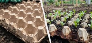 Досвідчені господині ніколи не викидають лотки від яєць: як їх використовувати на городі