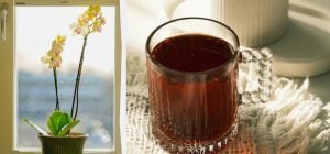 Один стакан натурального розчину – і орхідея буде цвісти постійно: чим її підживити