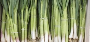 Не помилитися у виборі: які ознаки хімічної обробки зеленої цибулі існують