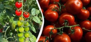 Эти 3 культуры нужно посадить рядом с помидорами: урожая будет в 5 раз больше