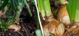 Одна ошибка - и лук сгниет: когда и как правильно его сажать на головку в апреле