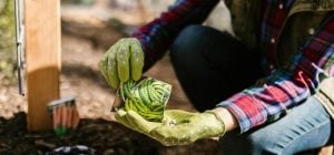 Что посадить в апреле в грунт, теплицу и на рассаду: список, который стоит сохранить