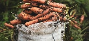 Когда сеять морковь весной, чтобы собрать урожай на всю зиму: лучшие даты 2026