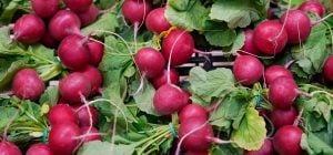 Як уникнути помилок у вирощуванні редиски: головне встигнути спіймати холодну погоду