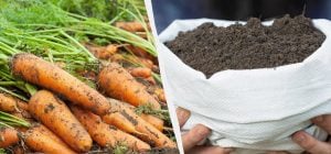 Одна добавка – і морква буде як у магазині: недорогі добрива для гарного врожаю