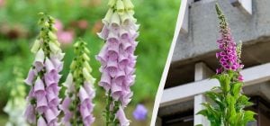 Красива садова квітка - одна з найотрутніших у світі, але вона назавжди змінила медицину