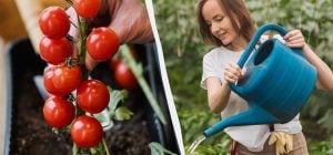 Эта ошибка "убивает" рассаду томатов: сколько ей нужно воды и что значит "сухой полив"