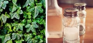 Плющ не выживет: 2 копеечных средства из кухни, которые работают за несколько дней