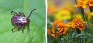 Клещи убегут из вашего сада, если посадить эти цветы