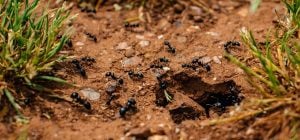 Мурахи ходили по ділянці пішки, поки не розсипали цей засіб: він точно у вас є