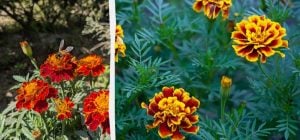 Пишно зацвітуть уже в травні: коли сіяти чорнобривці на розсаду і як це краще робити