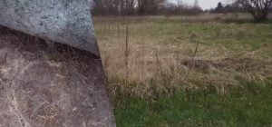 Українка показала, як назавжди позбутися пирію на ділянці: гербіциди не потрібні