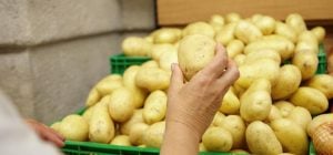 Яку картоплю посадити, щоб зібрати врожай уже в червні: експертка назвала найкращі сорти