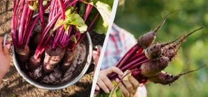 Многие огородники делают это слишком рано: когда и как сажать свеклу в открытый грунт