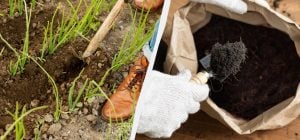 Ни одна муха не сядет на ваш лук: чем его удобрить для урожайности и от вредителей