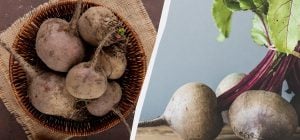 Цей буряк - краще за всі сучасні гібриди: фермер назвав найсолодший сорт