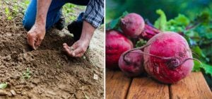 Городники кладуть це в лунку при посадці буряка: він виростає великим і солодким