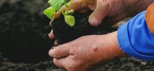 Коли і що садити на городі: народні прикмети