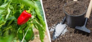 Перець приживеться менш ніж за тиждень: які добрива додати в лунку