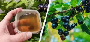 Смородину варто підгодувати до Великодня: треба встигнути за тиждень, інакше буде пізно